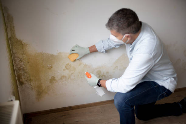 Best Mold-Related Health Consultation  in Holden Heights, FL